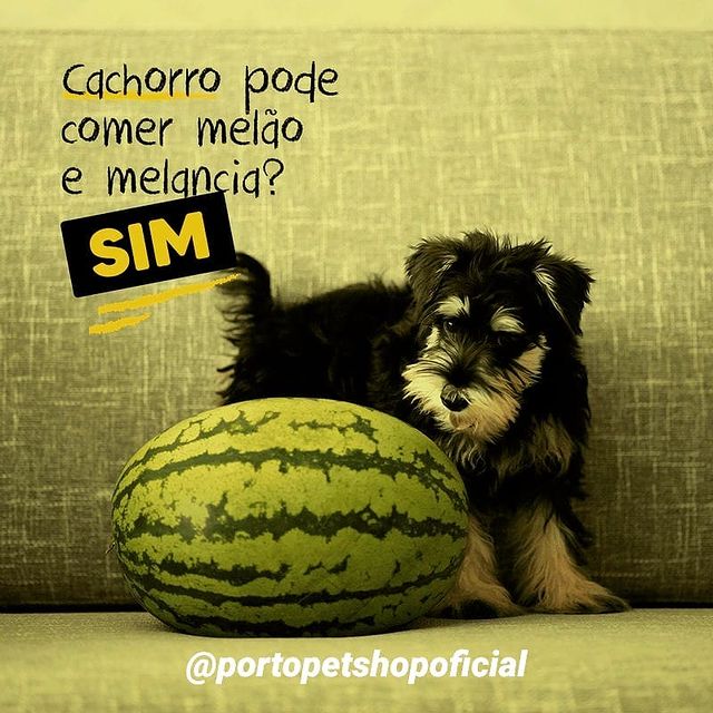 cachorro comer melancia