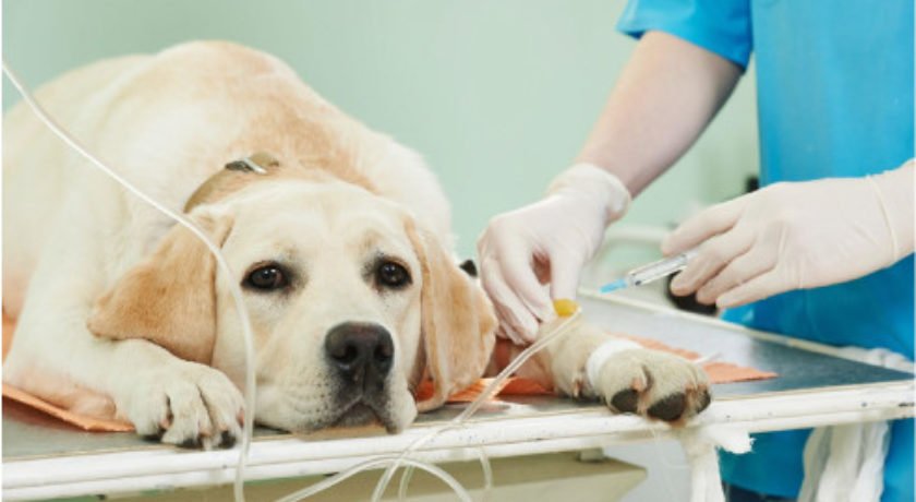 A cinomose canina é uma doença viral altamente contagiosa e potencialmente fatal que afeta principalmente cães.
