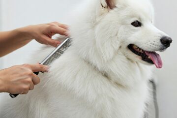 animal pelo denso - porto pet shop